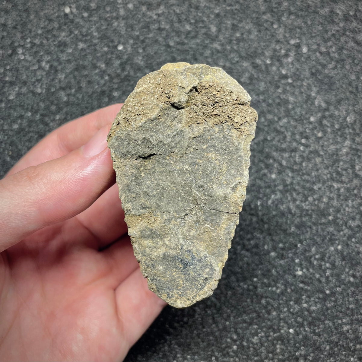 F3014 | Trilobite | Flexicalymene sp.