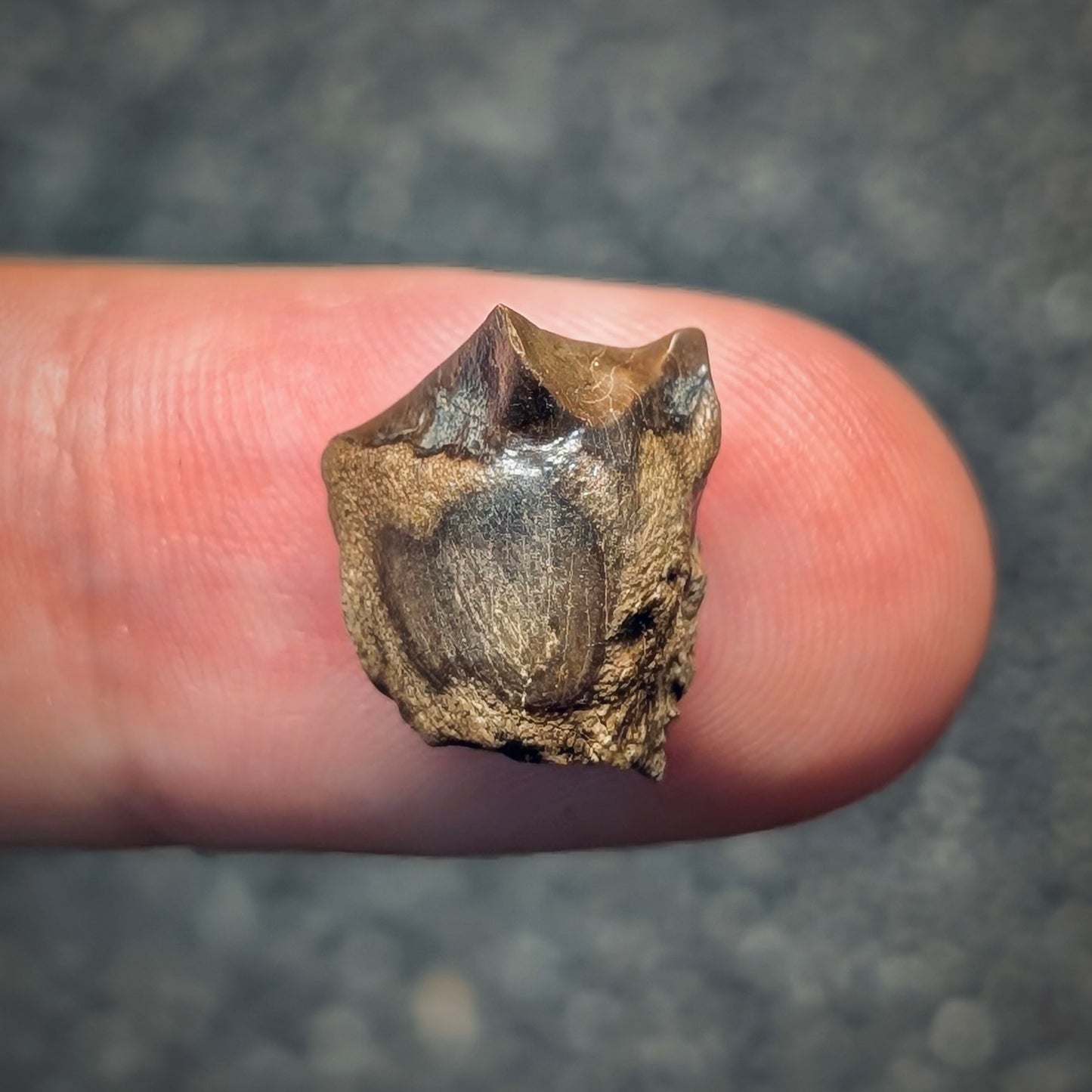 F2800 | Dinosauro | Triceratops sp.