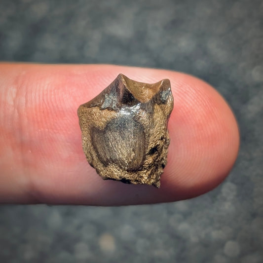 F2800 | Dinosauro | Triceratops sp.