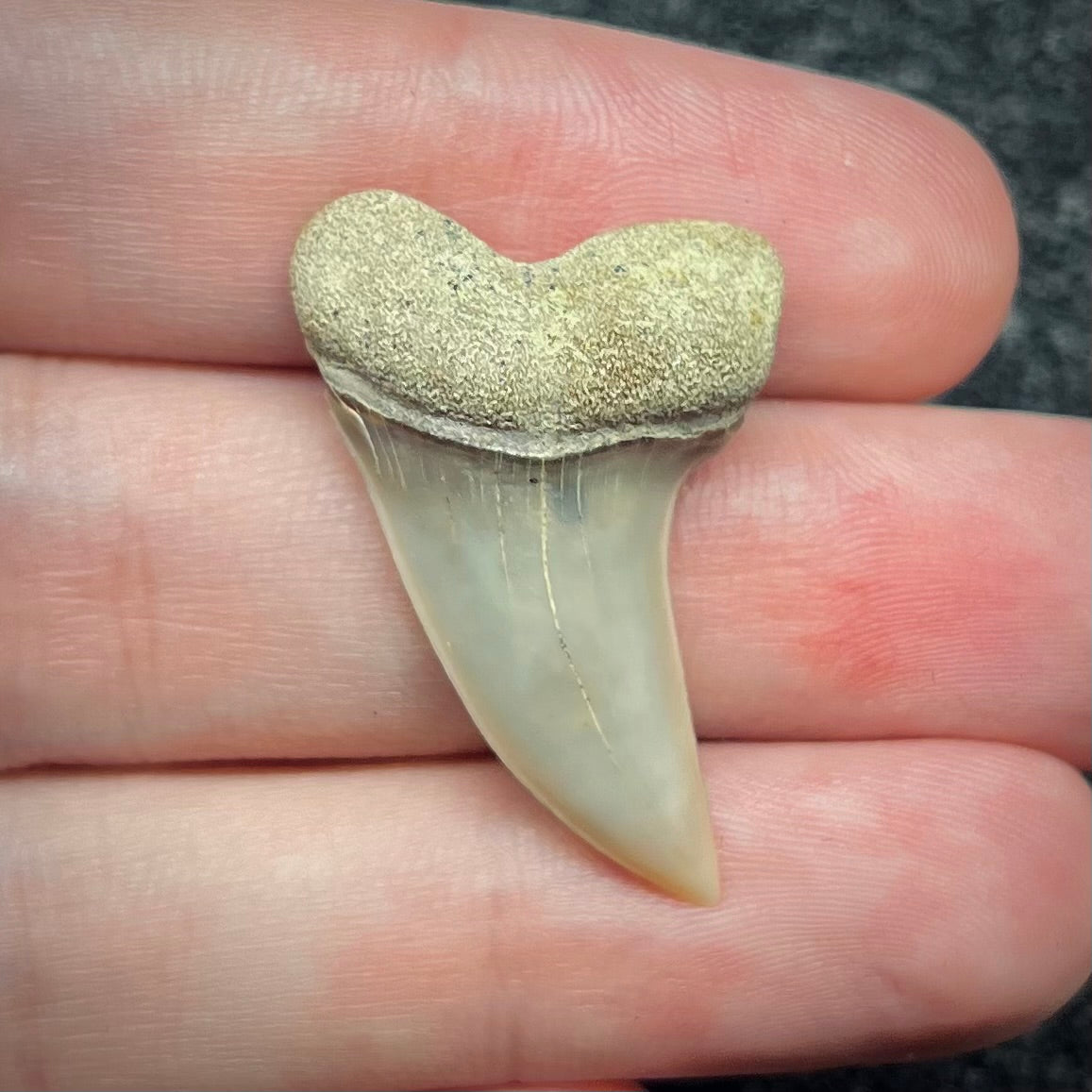 F2746 | Squalo | Carcharodon planus
