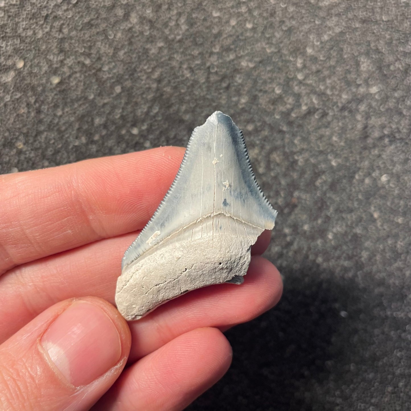 F2442 | Squalo | Otodus megalodon