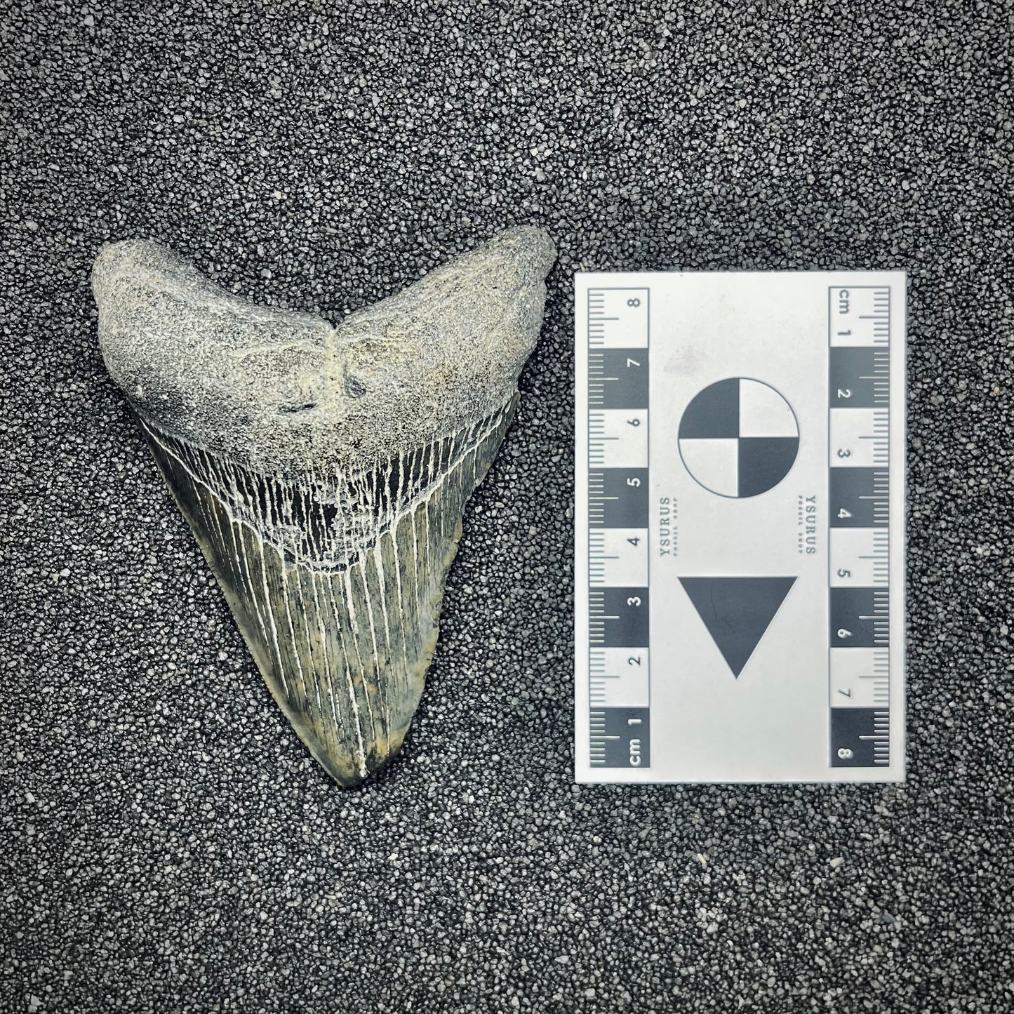 F2780 | Squalo | Otodus megalodon