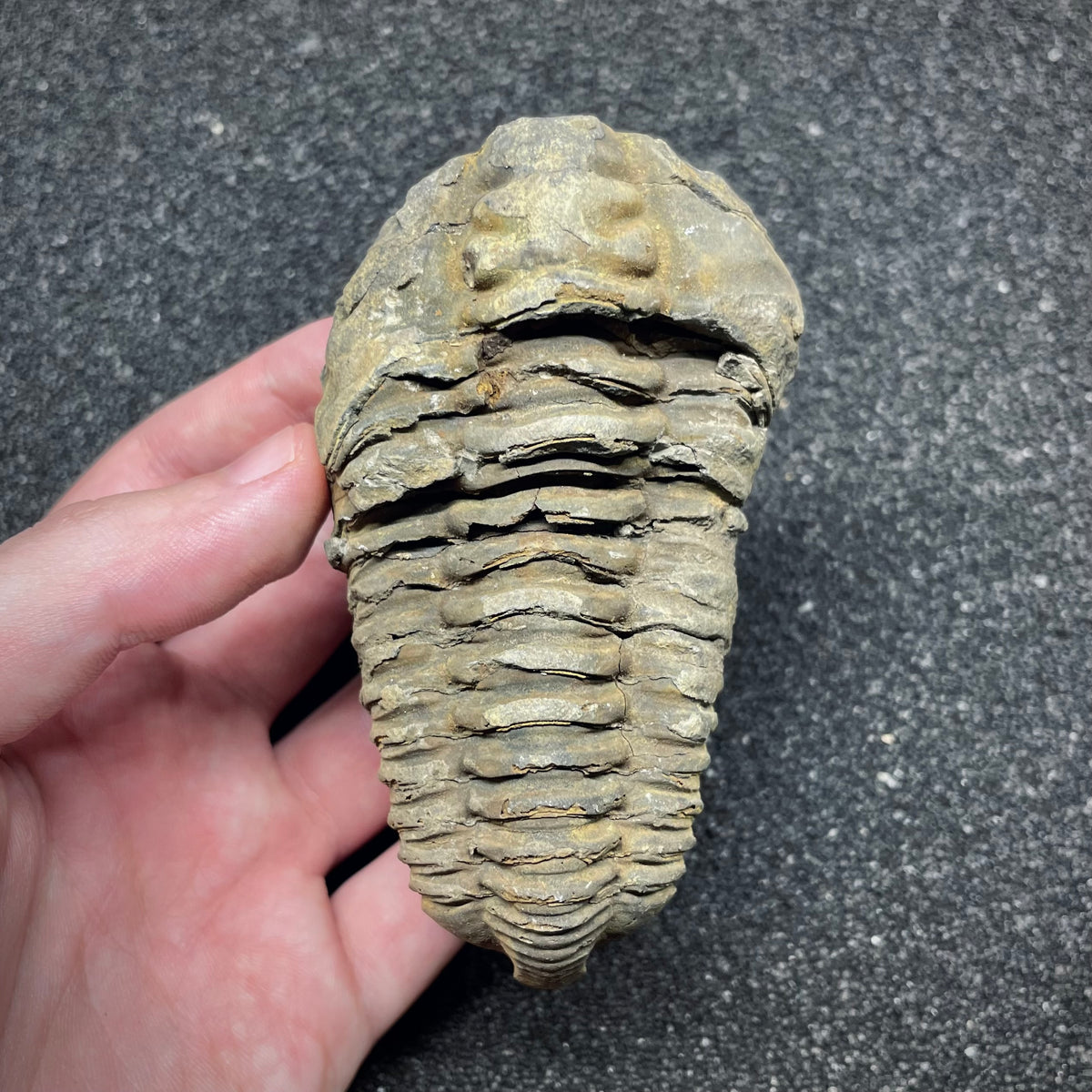 F3013 | Trilobite | Flexicalymene sp.