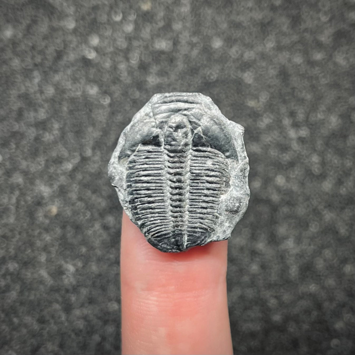 F3018 | Trilobite | Elrathia kingii