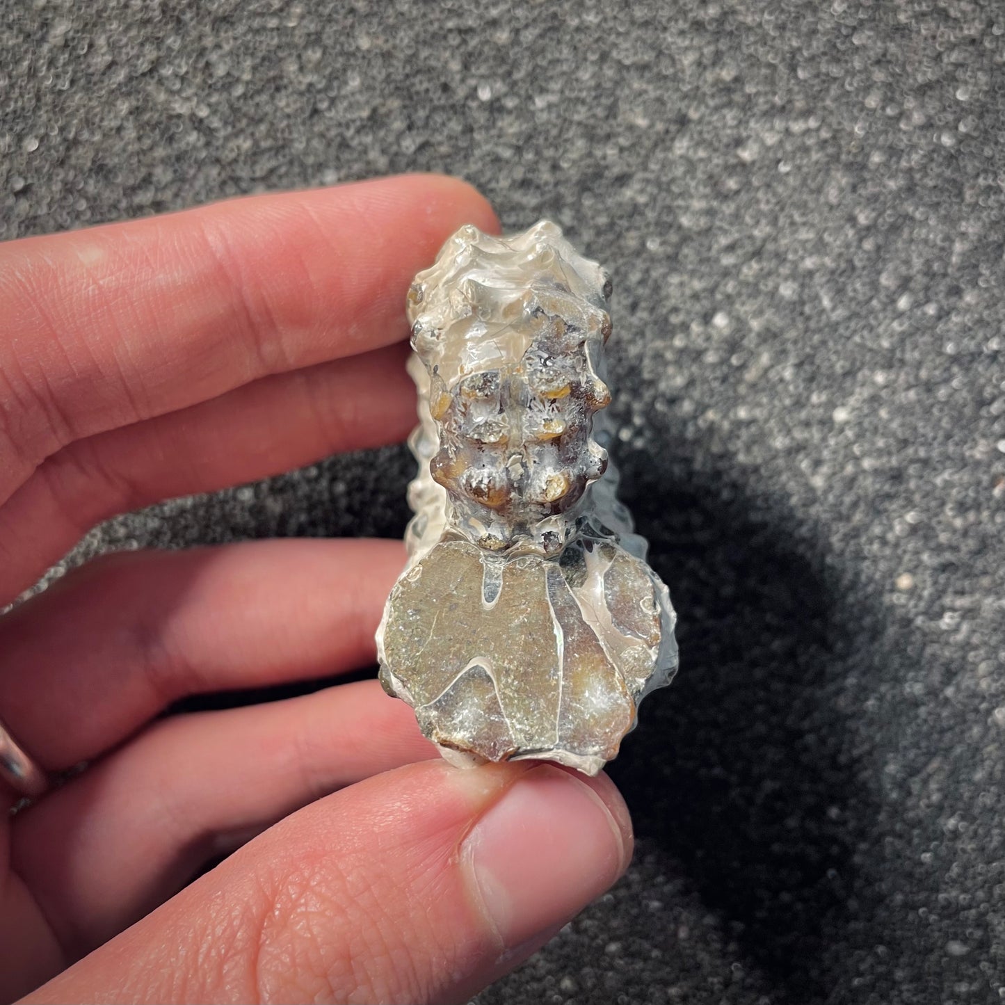 F2161 | Ammonite | Douvilleiceras sp.