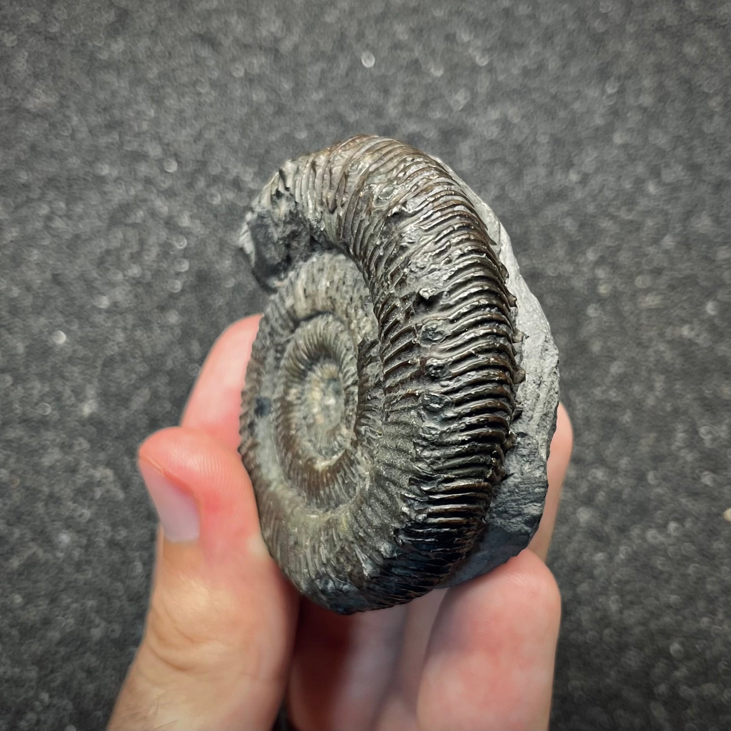 F2820 | Ammonite | Dactylioceratidae indet.