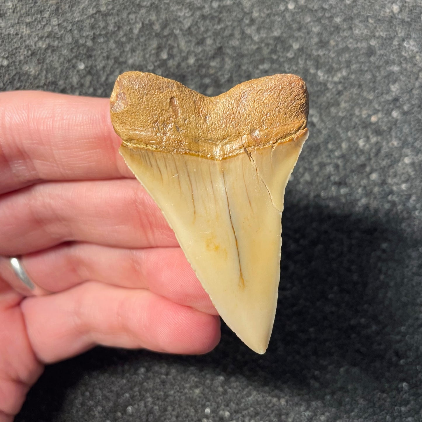 F2311 | Squalo | Carcharodon hastalis