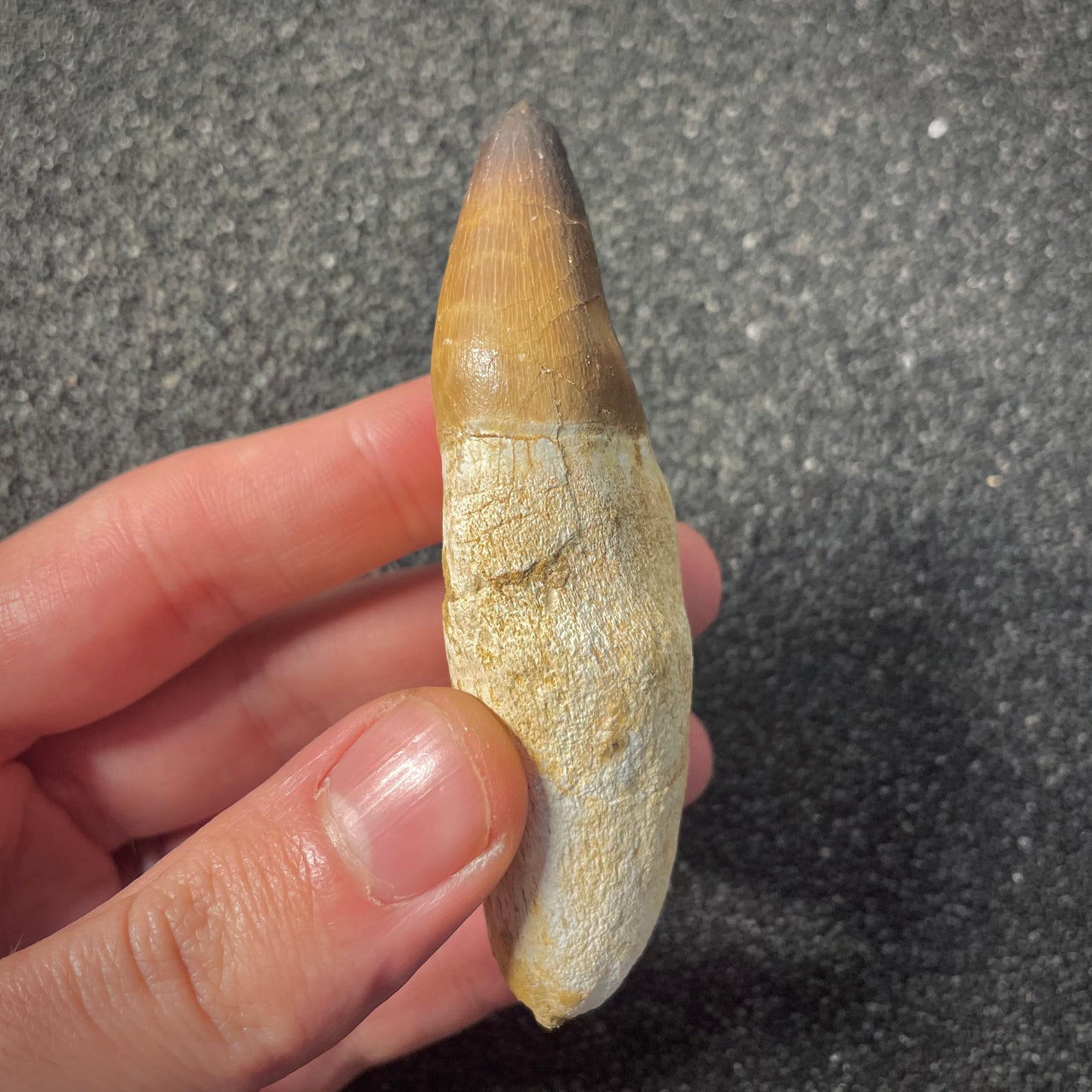 F2194 | Mosasauro | Prognathodon sp.