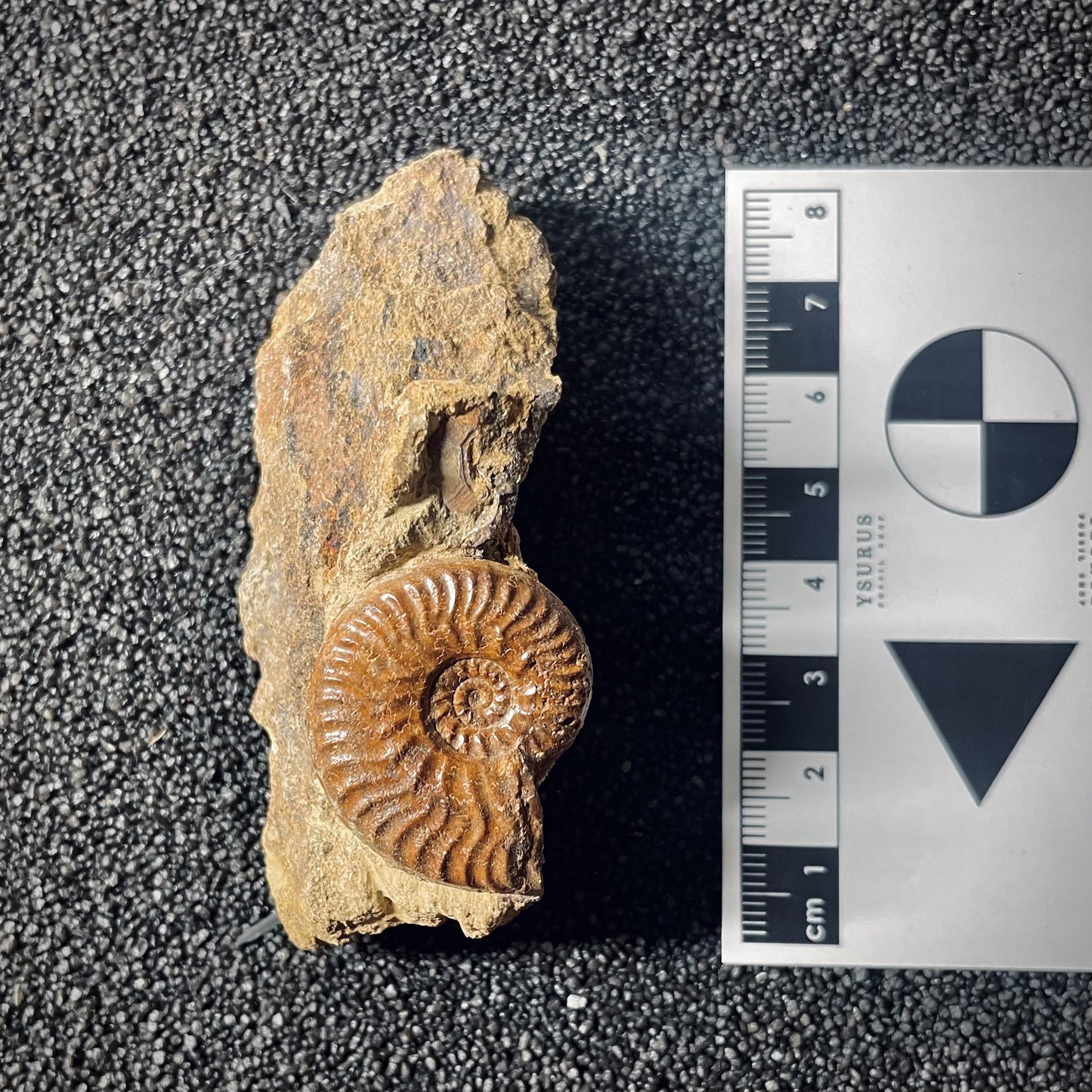 F2568 | Ammonite | Graphoceratidae indet.