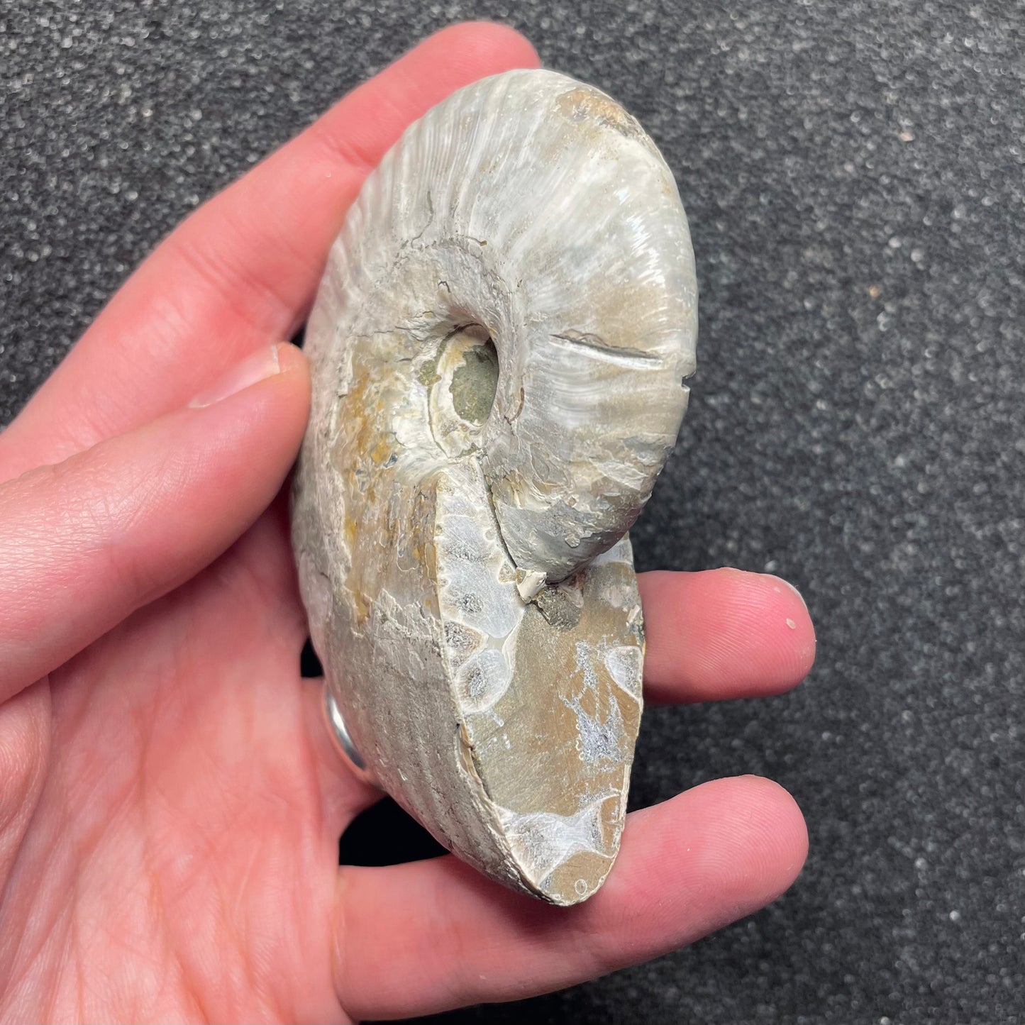 F2381 | Ammonite | Cleoniceras sp.