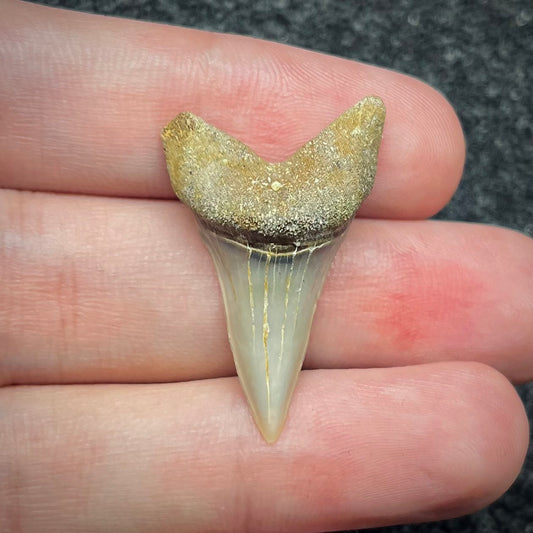 F2744 | Squalo | Carcharodon planus
