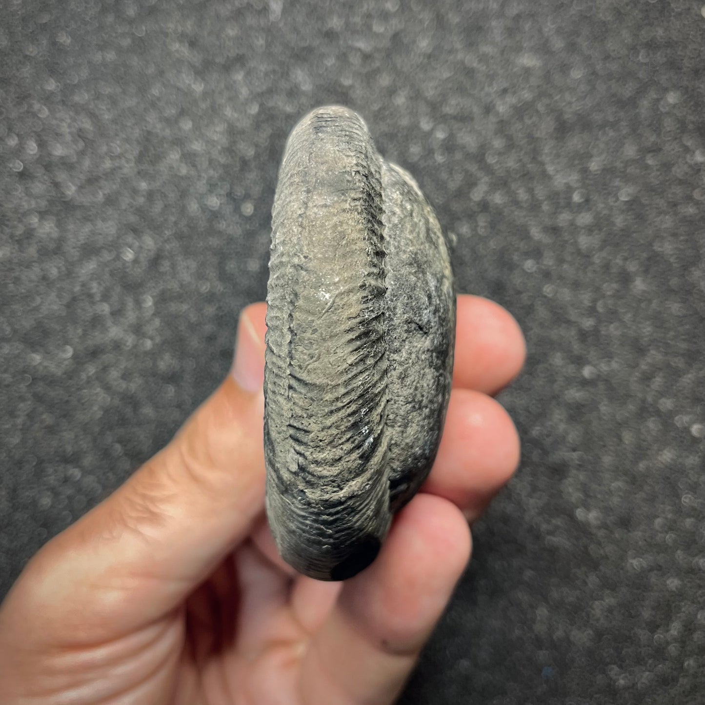 F2910 | Ammonite | Perisphinctidae indet.