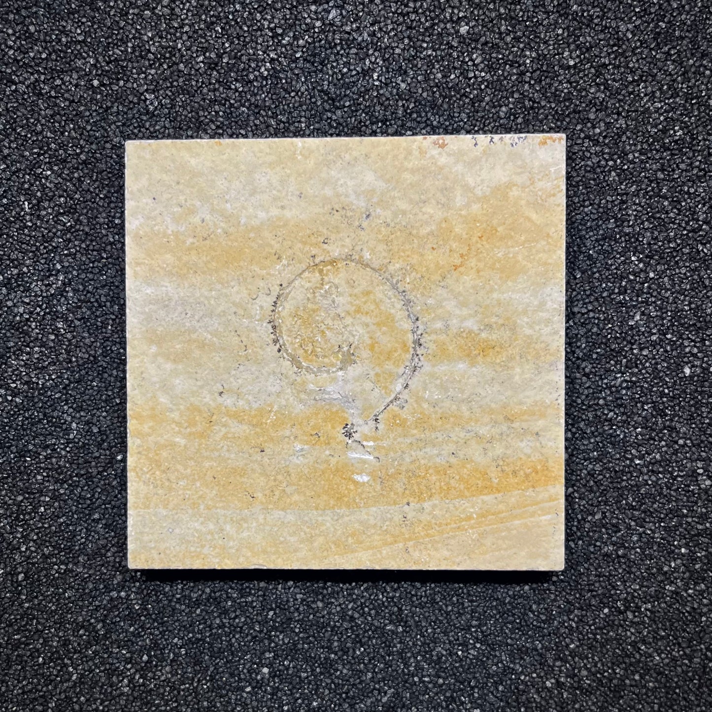 F2914 | Ammonite | Ammonoidea