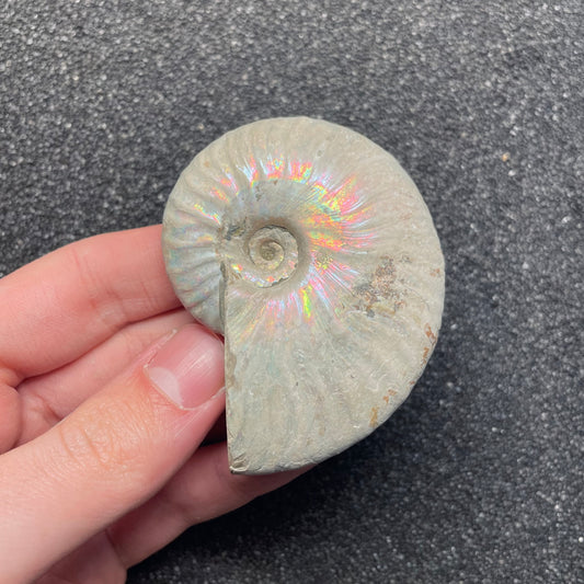 F2384 | Ammonite | Cleoniceras sp.