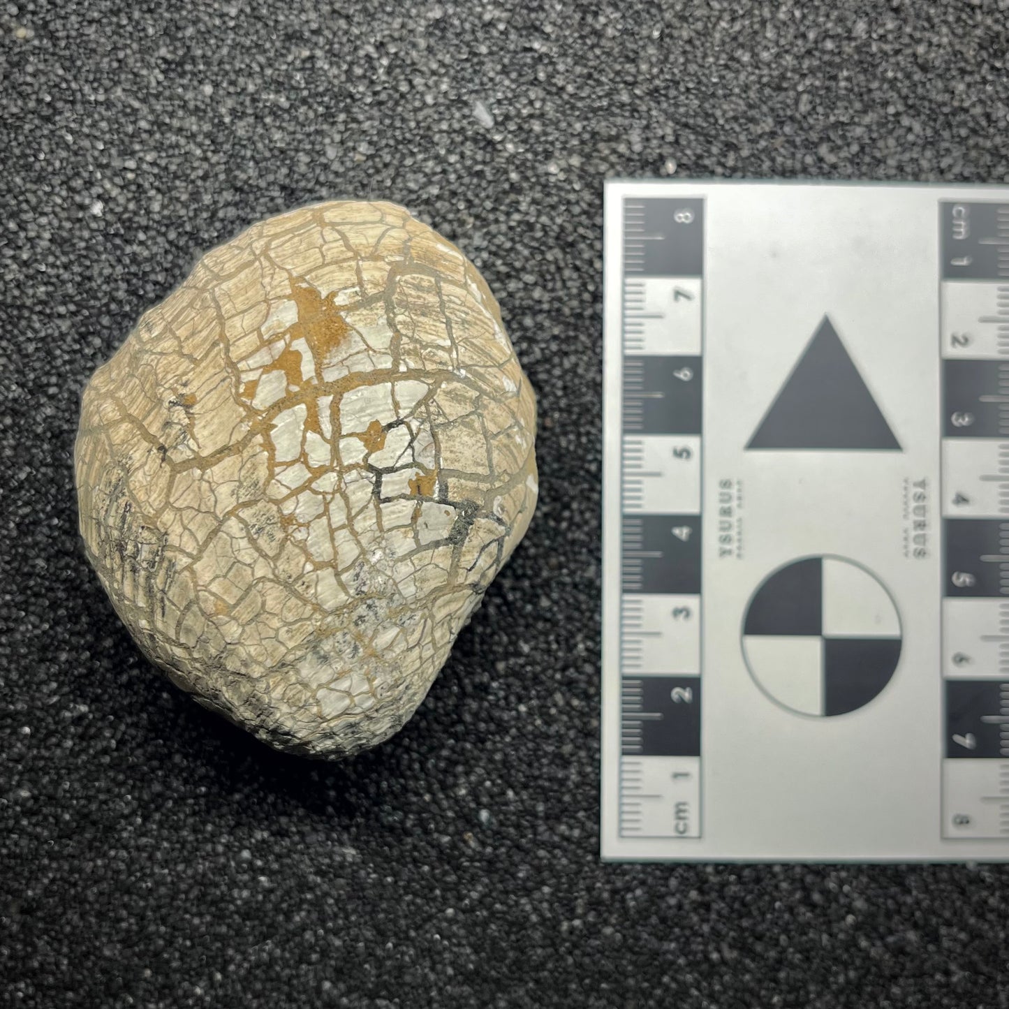 F2956 | Bivalve | Pholadomyidae indet.