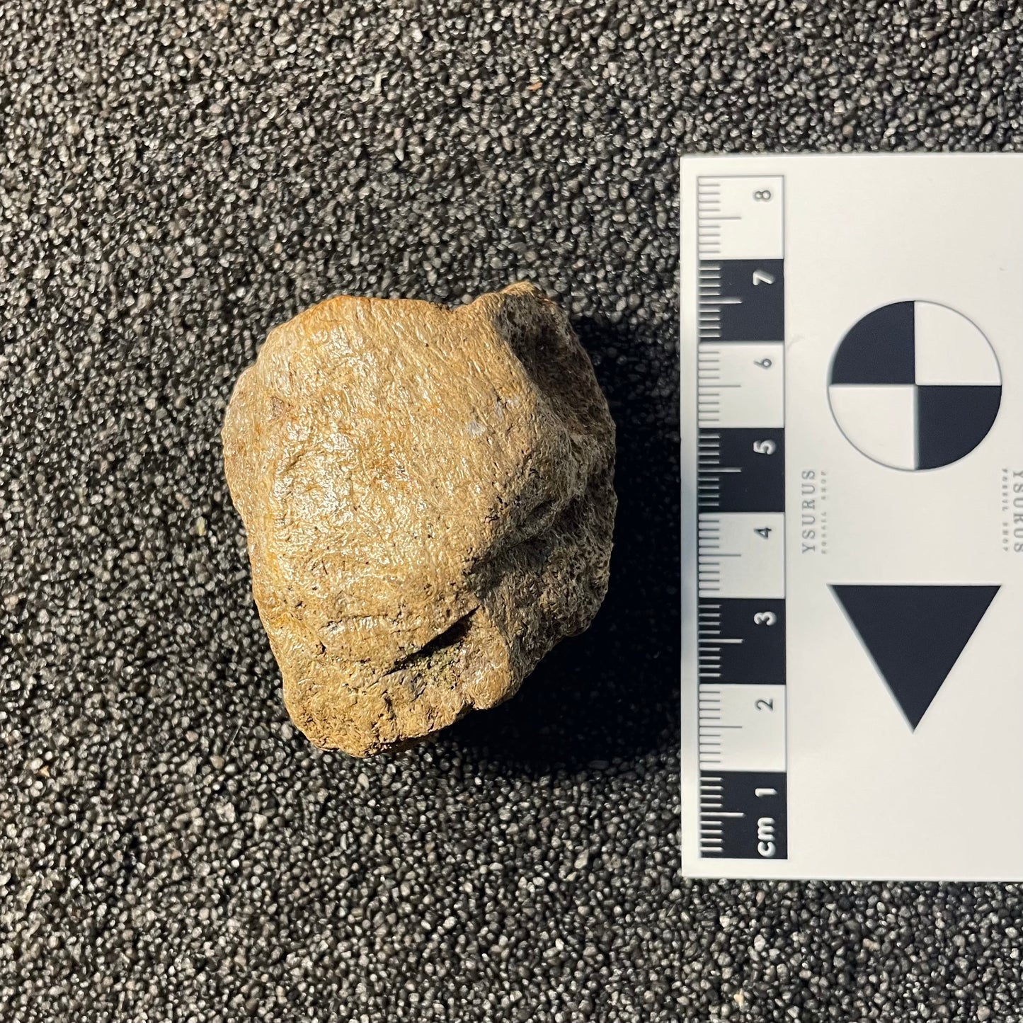 F2520 | Dinosauro | Triceratops sp.