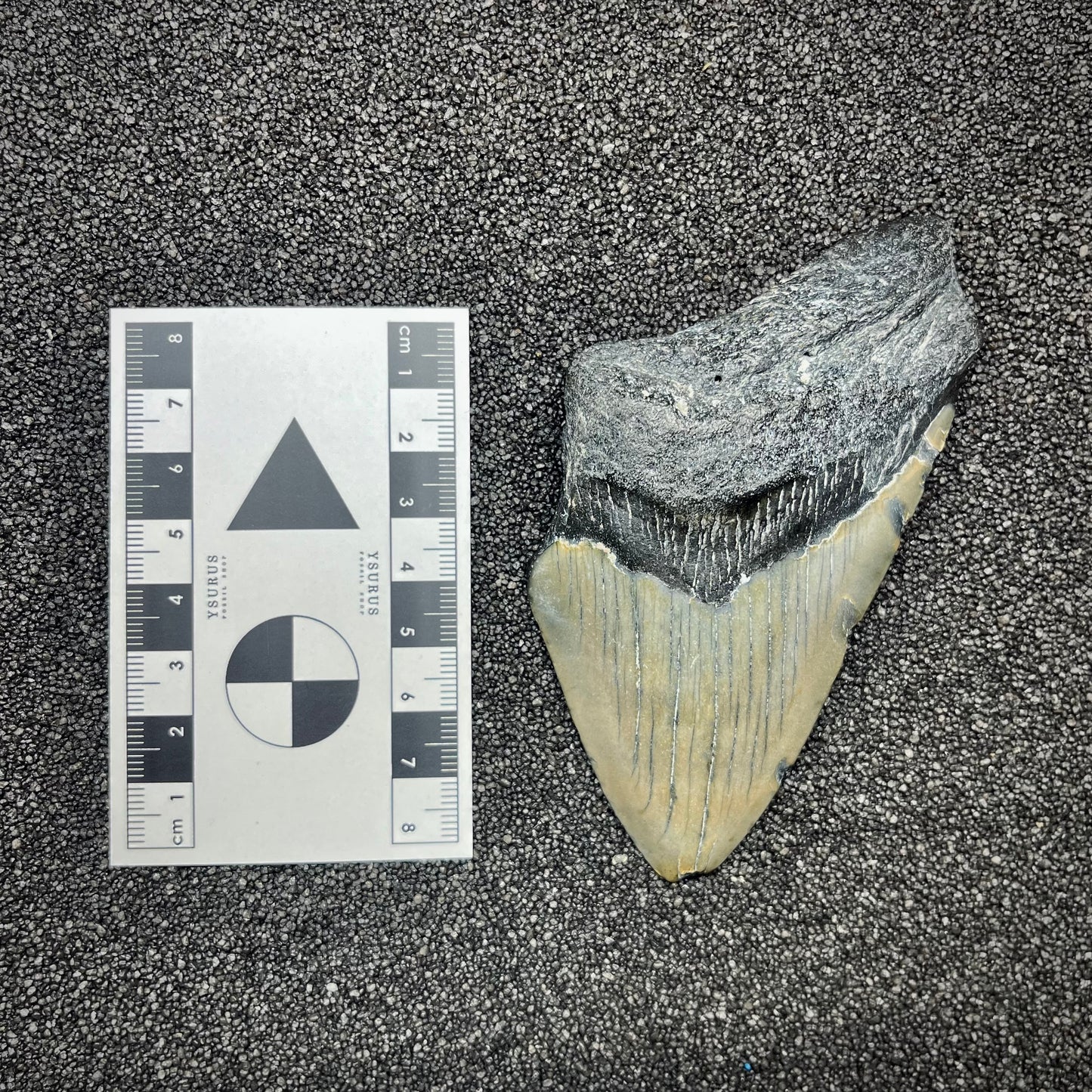 F2917 | Squalo | Otodus megalodon