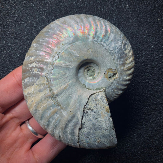 F635 | Ammonite | Cleoniceras sp.