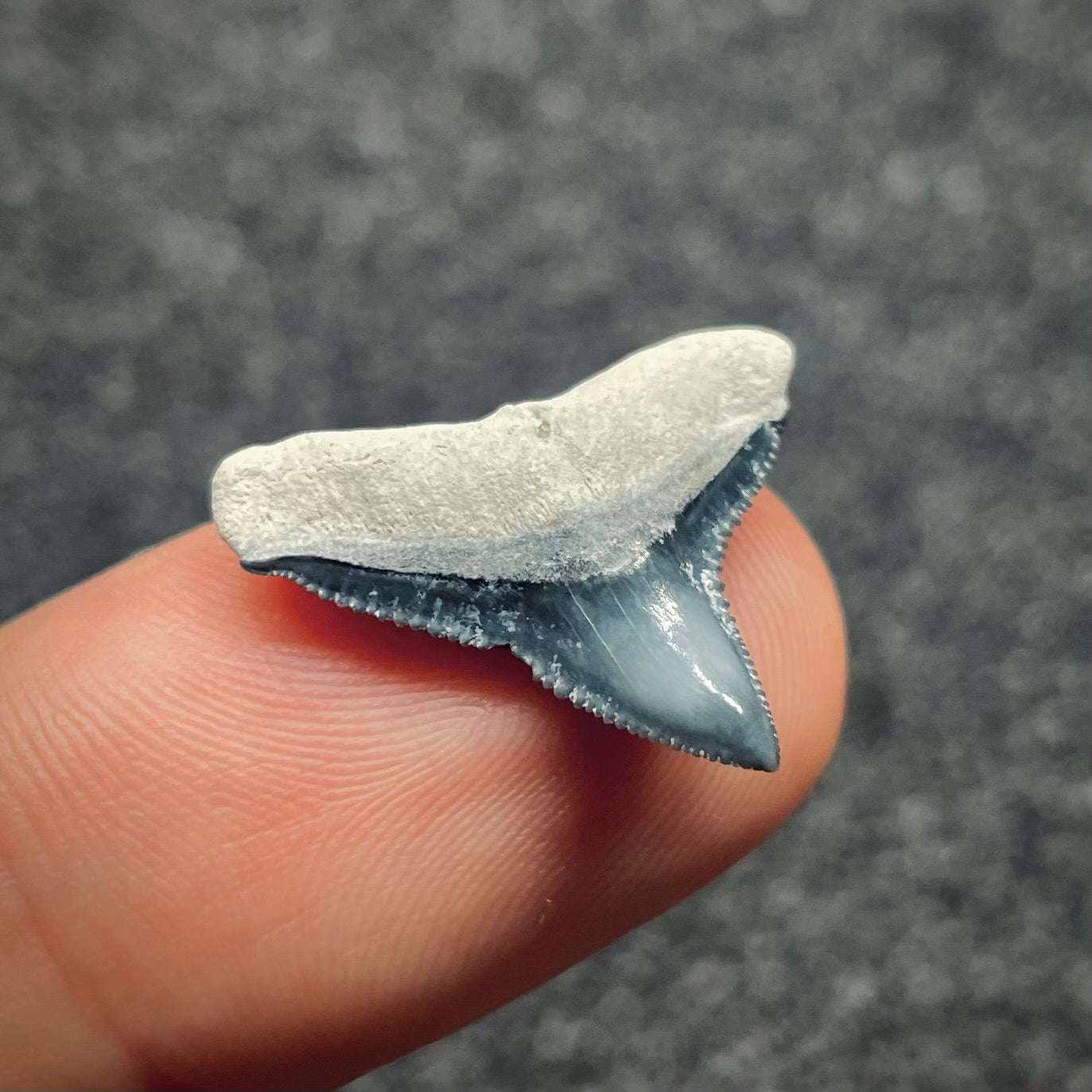 F2646 | Squalo | Carcharhinus sp.