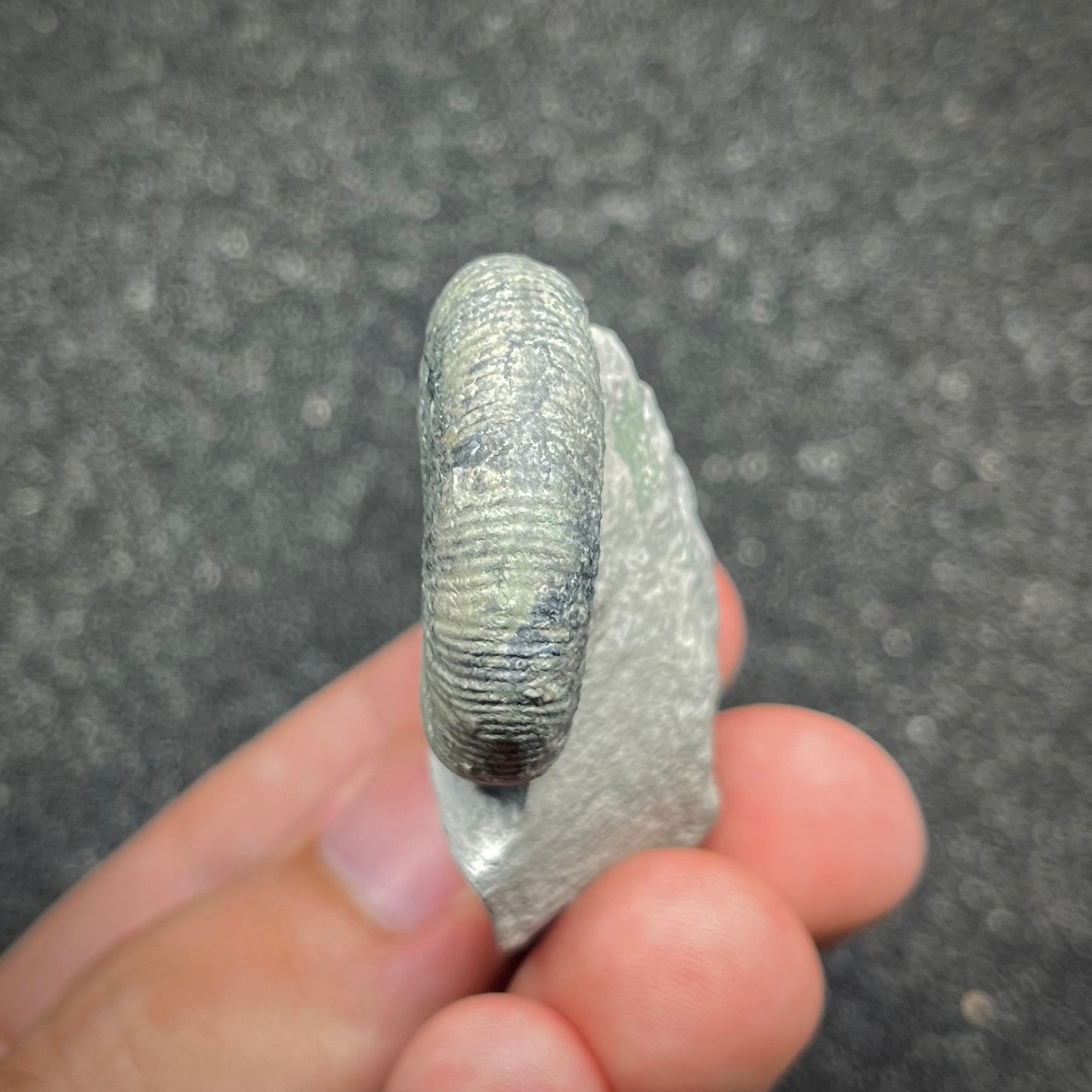 F2897 | Ammonite | Ataxioceras sp.