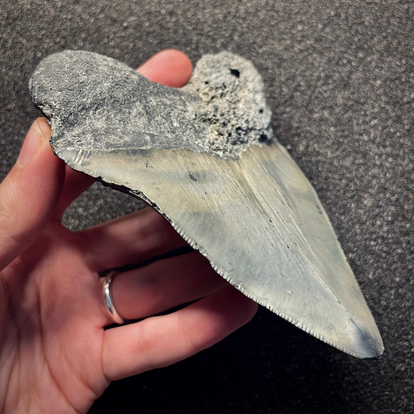 F2133 | Squalo | Otodus megalodon