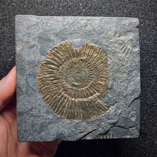 F826 | Ammonite | Dactylioceras commune