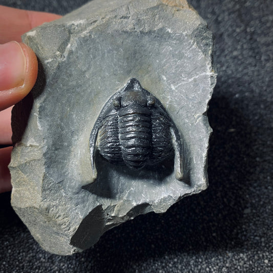 F505 | Trilobite | Diademaproetus antatlasius