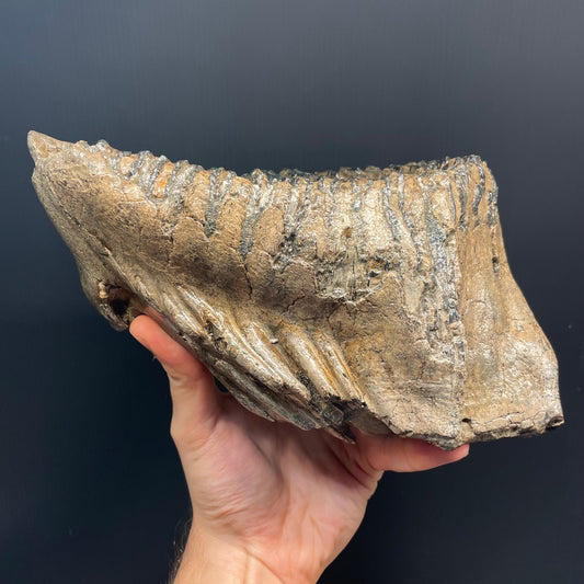 F3077 | Mammut | Mammuthus sp.
