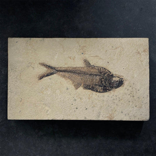 F1961 | Pesce | Diplomystus dentatus