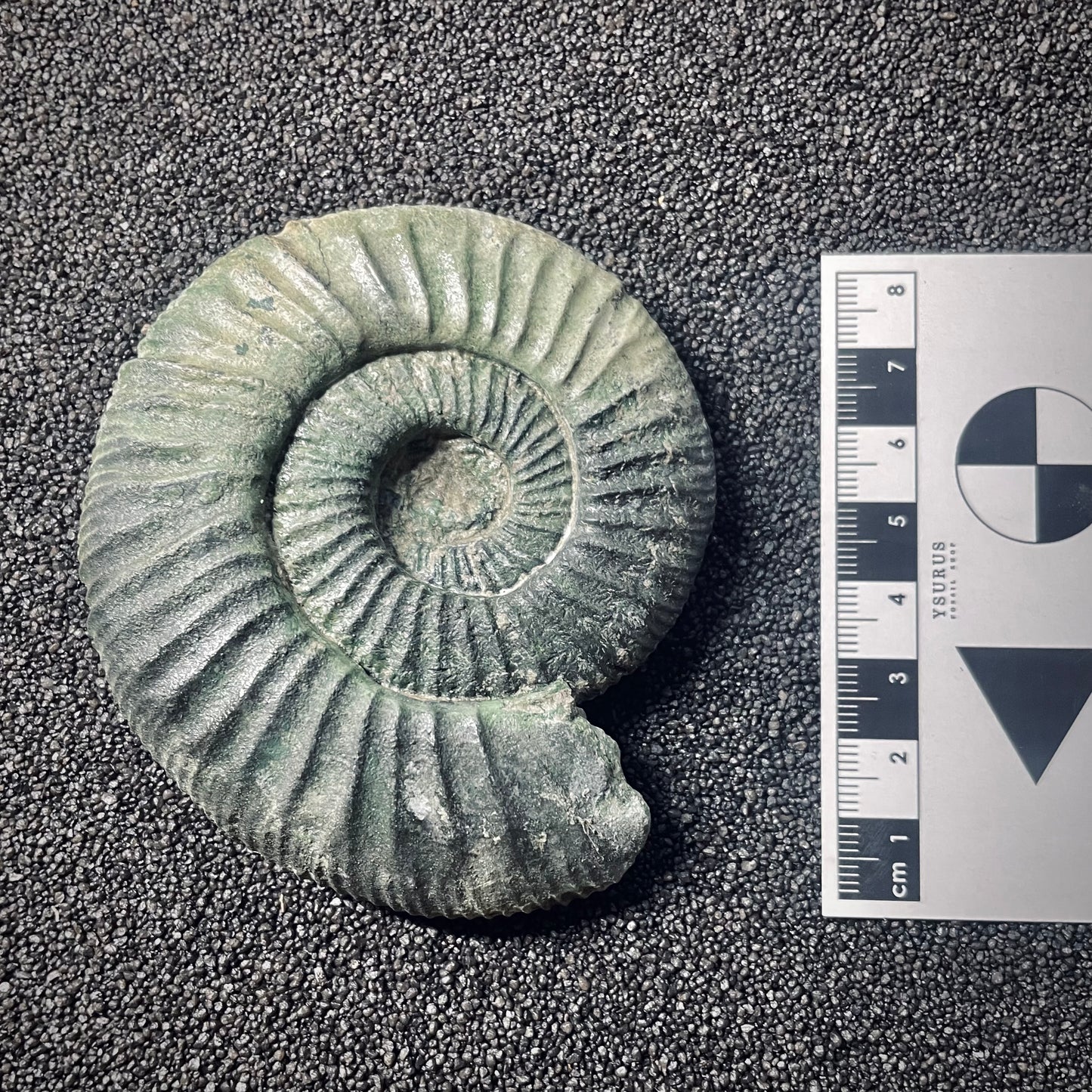 F2576 | Ammonite | Orthosphinctes sp.