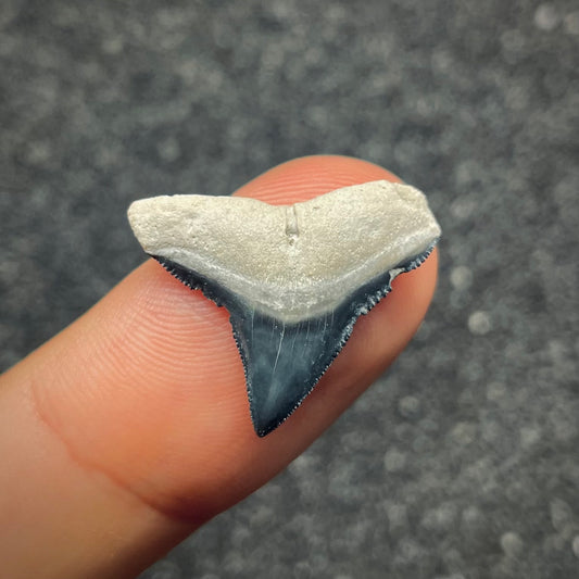 F2647 | Squalo | Carcharhinus sp.
