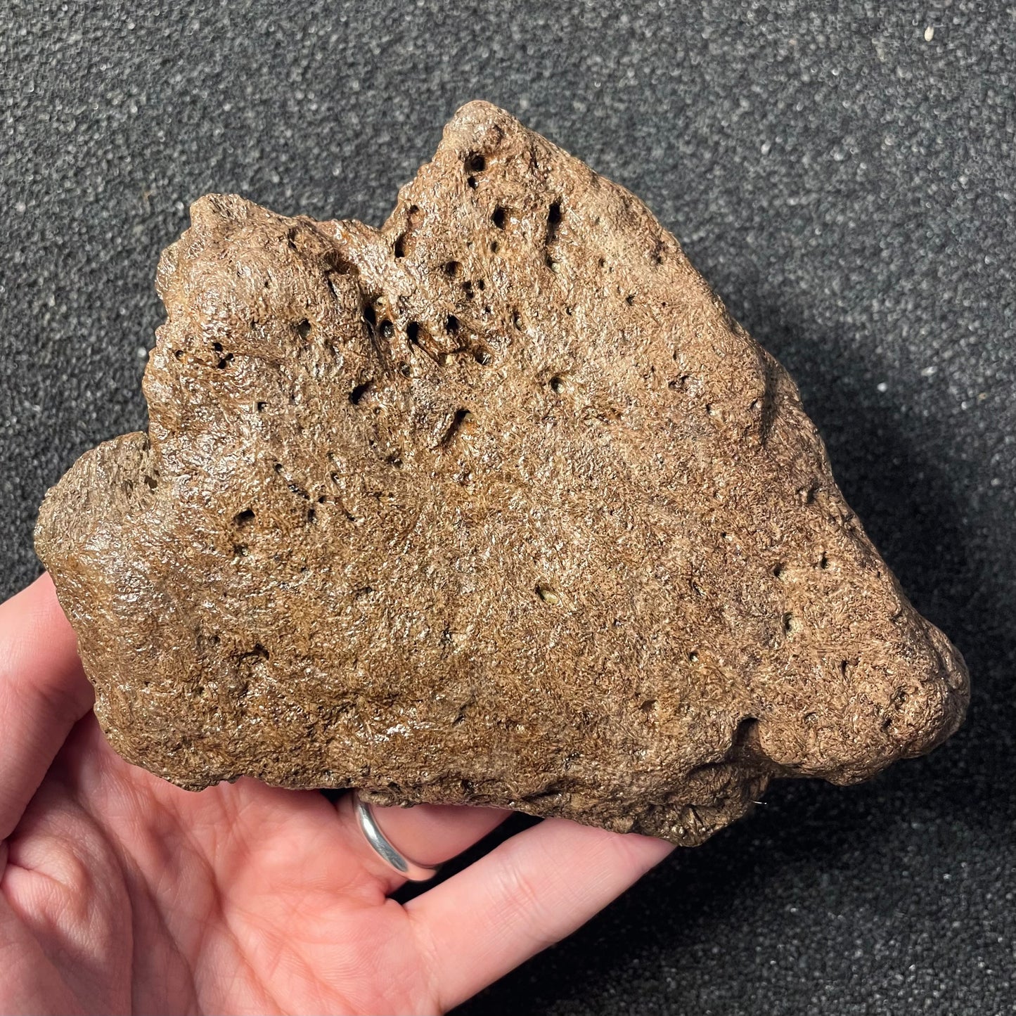 F2254 | Dinosauro | Triceratops sp.