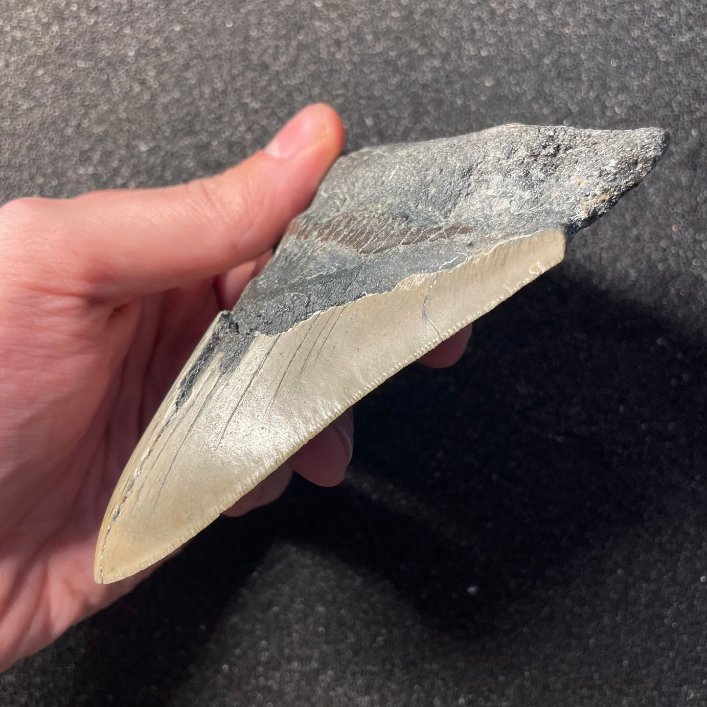 F2362 | Squalo | Otodus megalodon