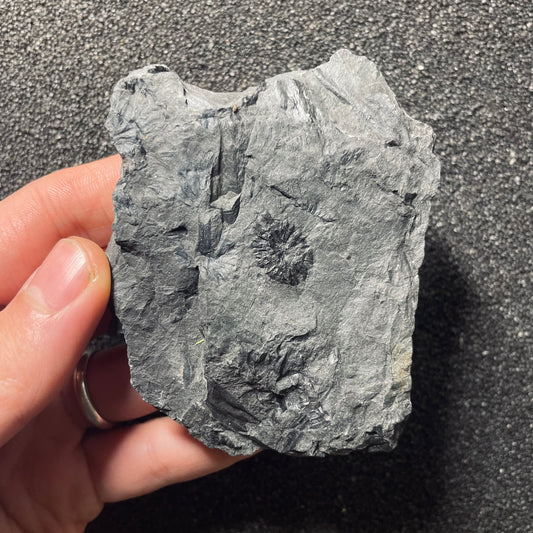 F2486 | Pianta | Cingularia typica