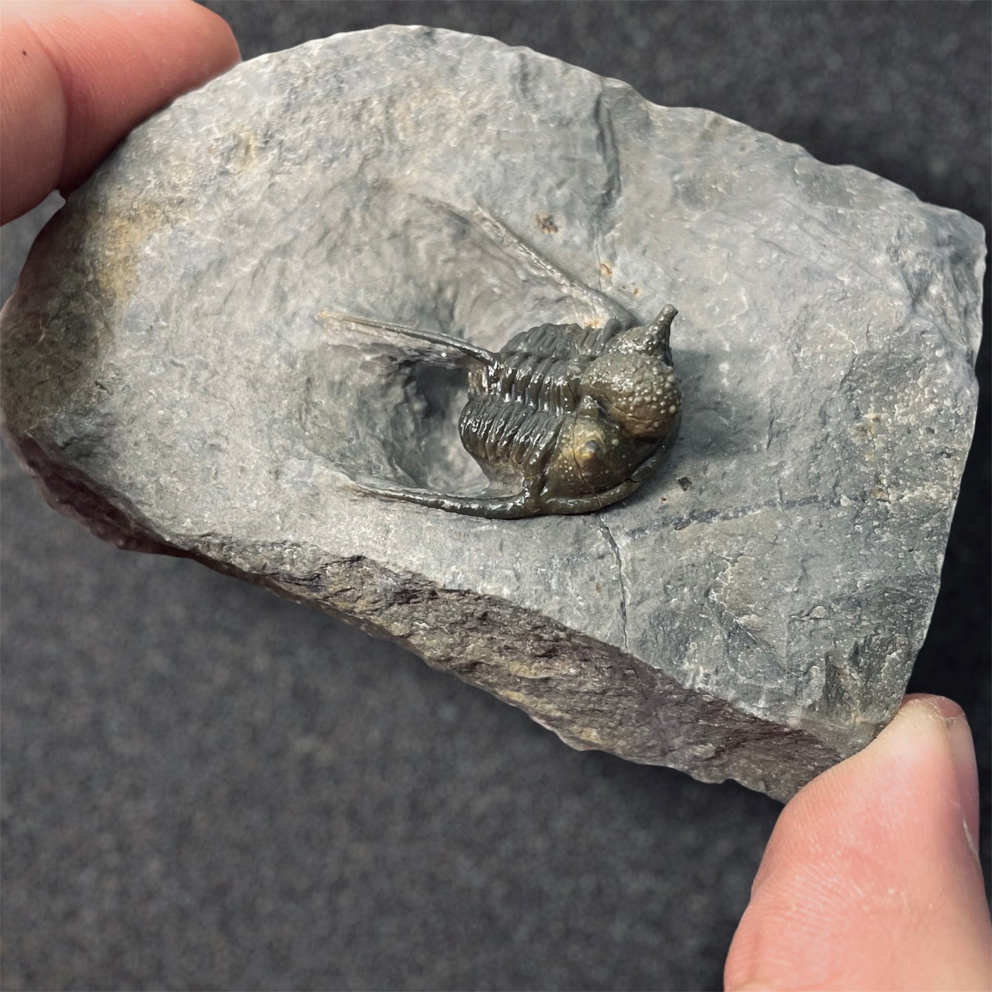 F2586 | Trilobite | Cyphaspis sp.