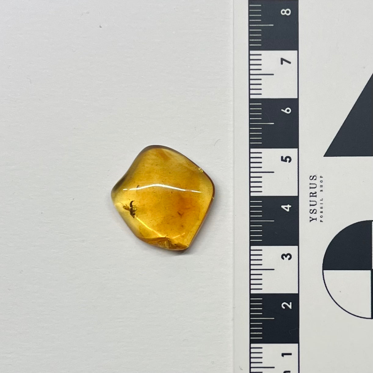 F2834 | RARO | Ambra con inclusione | Bethylidae indet.