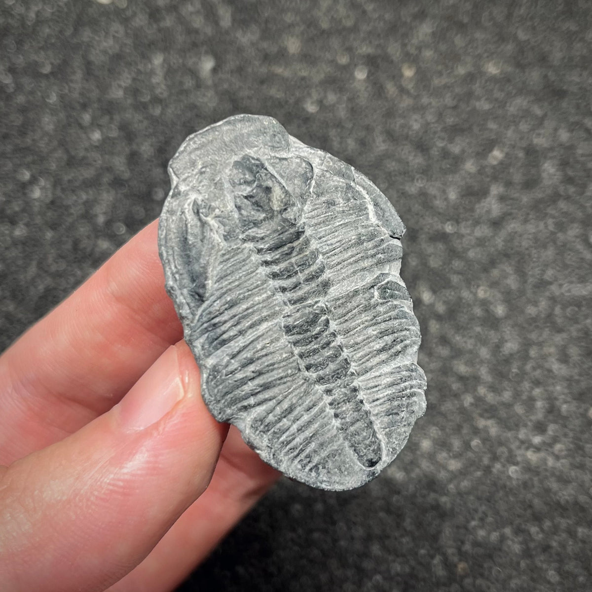 F3016 | Trilobite | Elrathia kingii