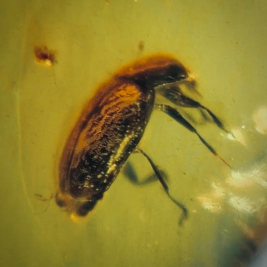 F604 | Ambra con inclusione | Coleoptera indet.