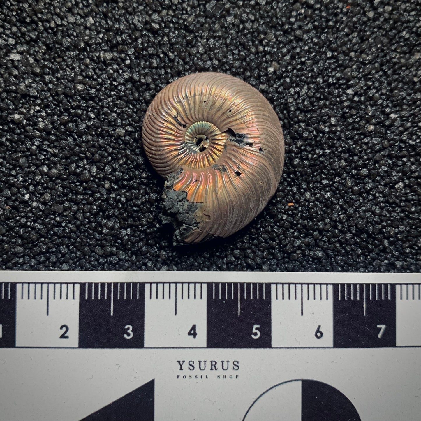 F365 | Ammonite | Quenstedtoceras sp.