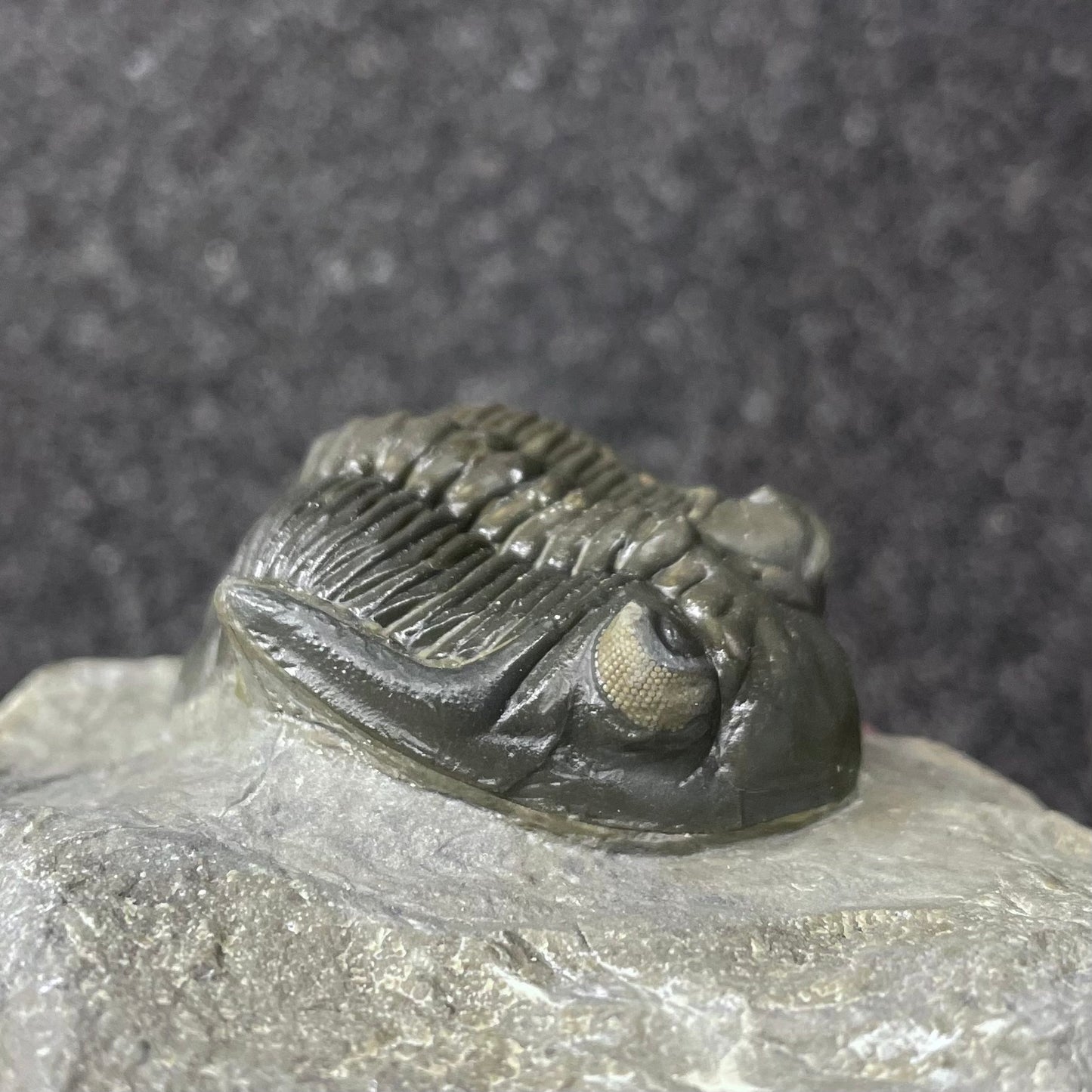 F2618 | Trilobite | Hollardops sp.
