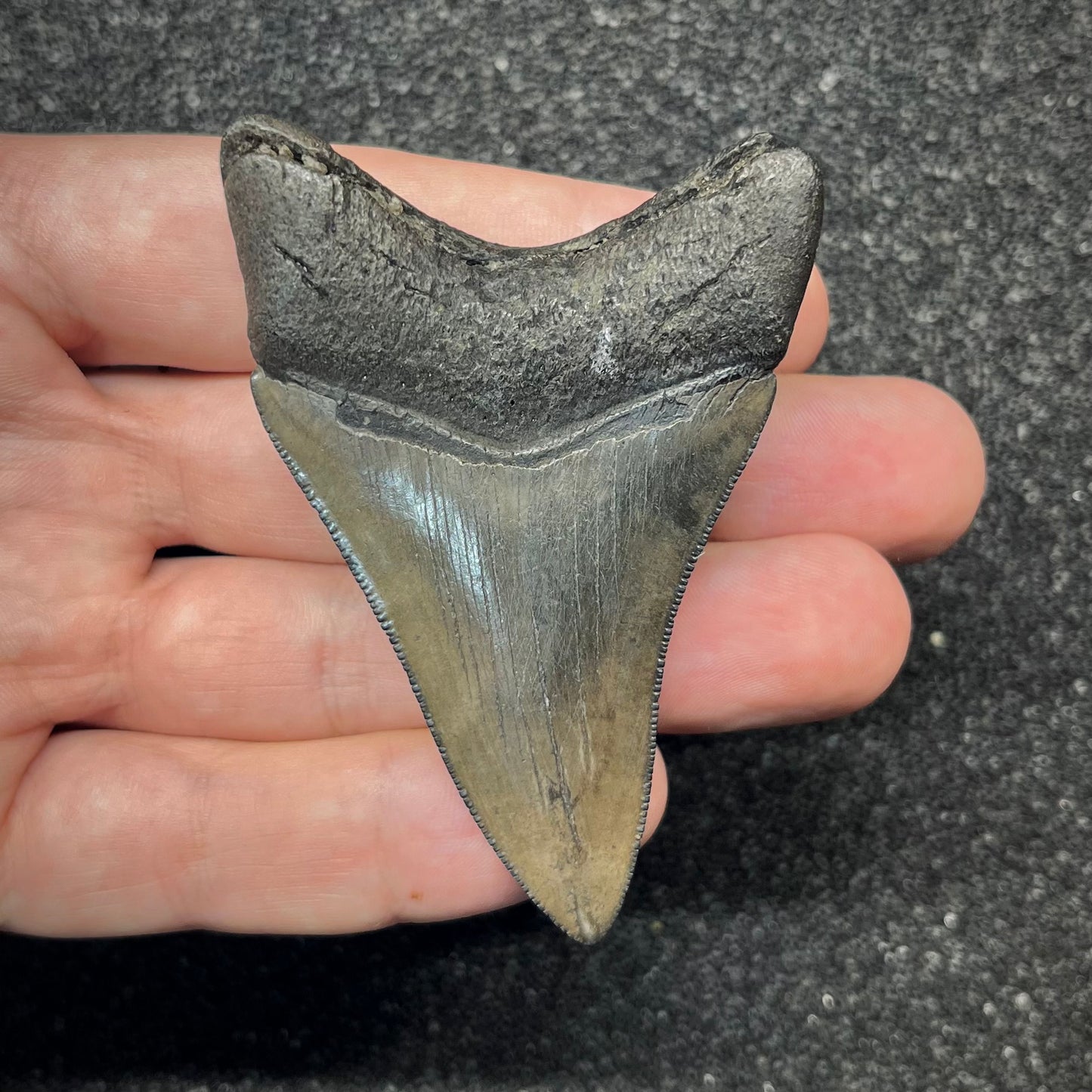 F2866 | Squalo | Otodus megalodon