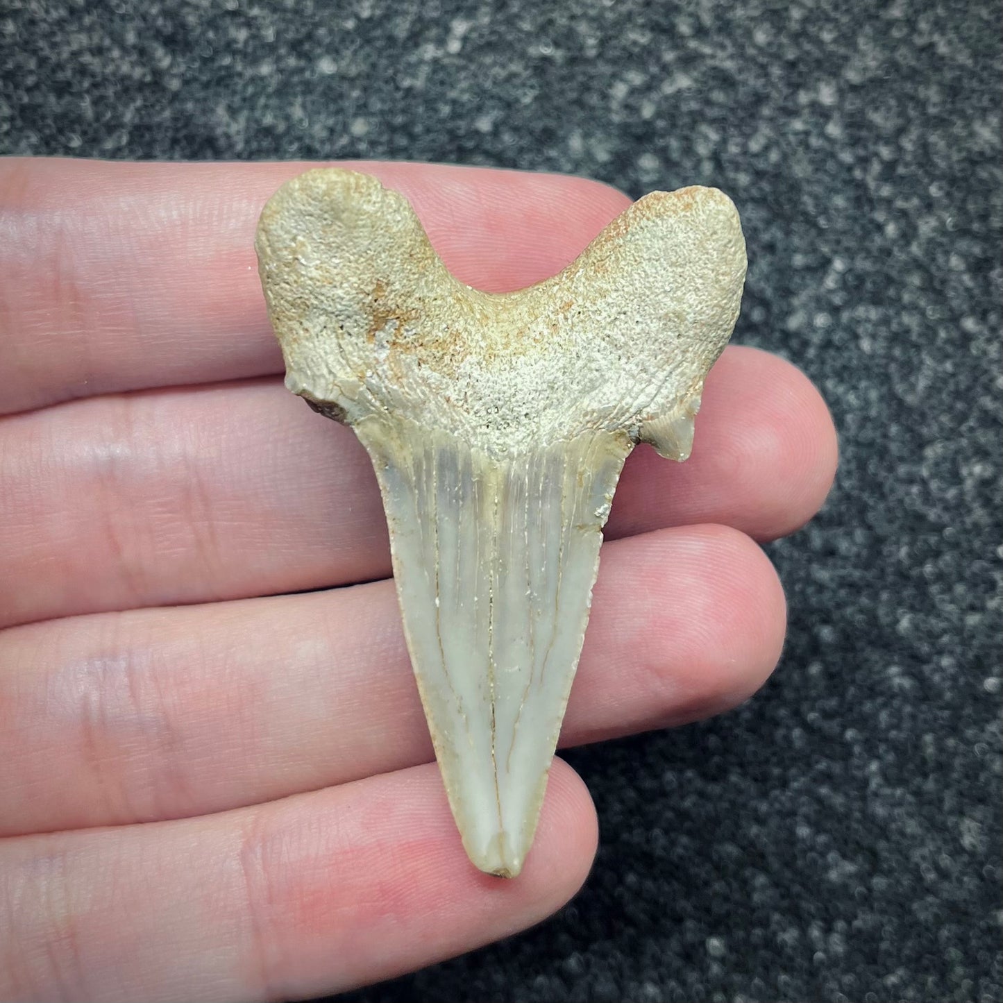 F2758 | Squalo | Otodus obliquus