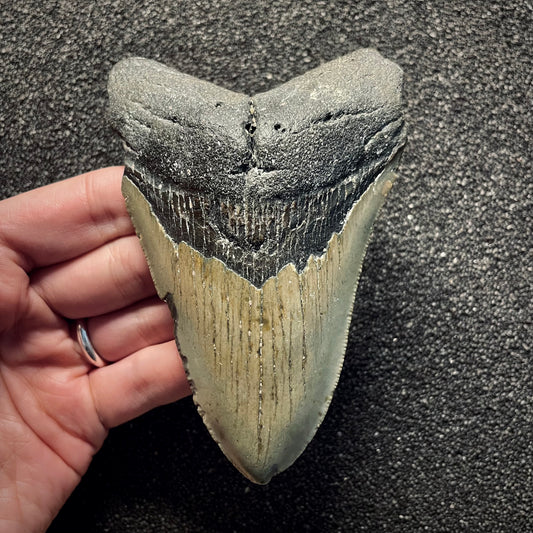 F2135 | Squalo | Otodus megalodon