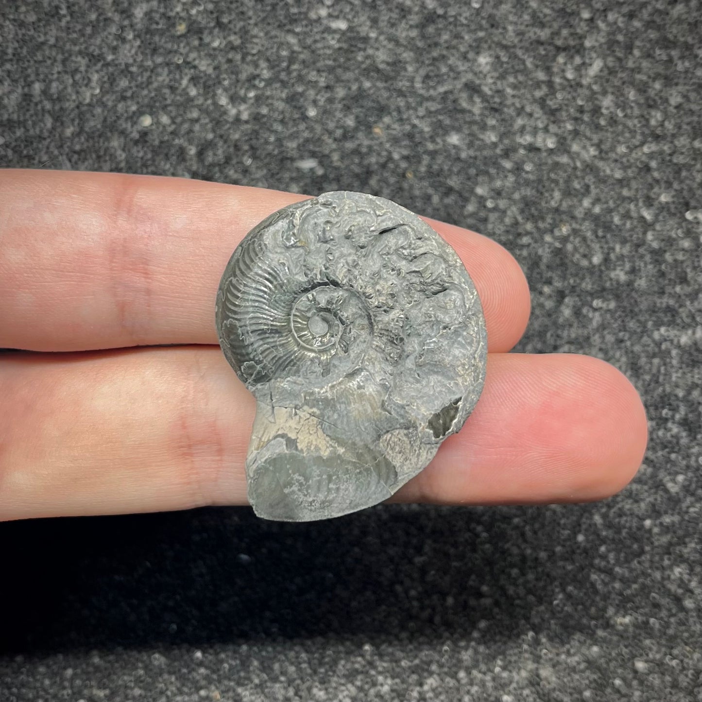 F2888 | Ammonite | Graphoceratidae indet.