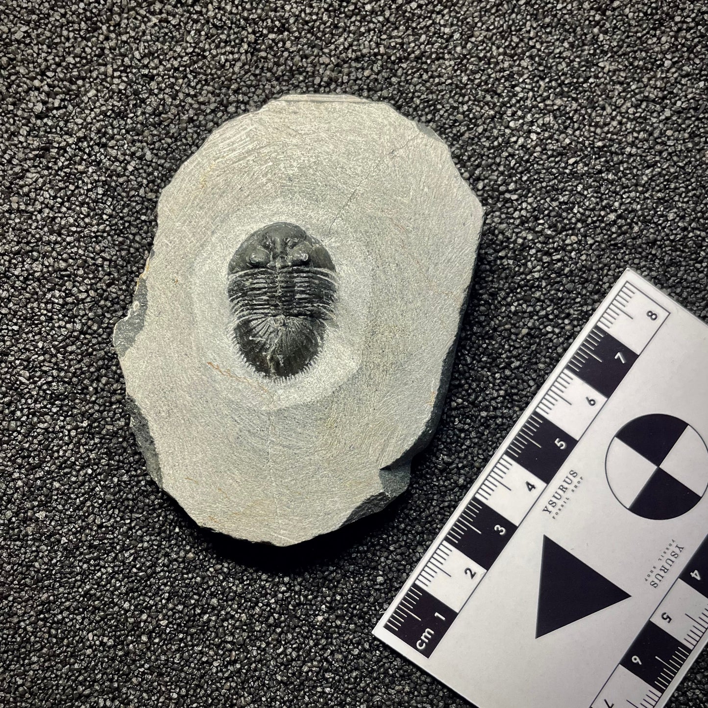 F2144 | Trilobite | Thysanopeltis speciosa