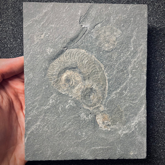 FNP21 | Fossile da preparare | Ammonite | Dactylioceras commune & Harpoceras falcifer