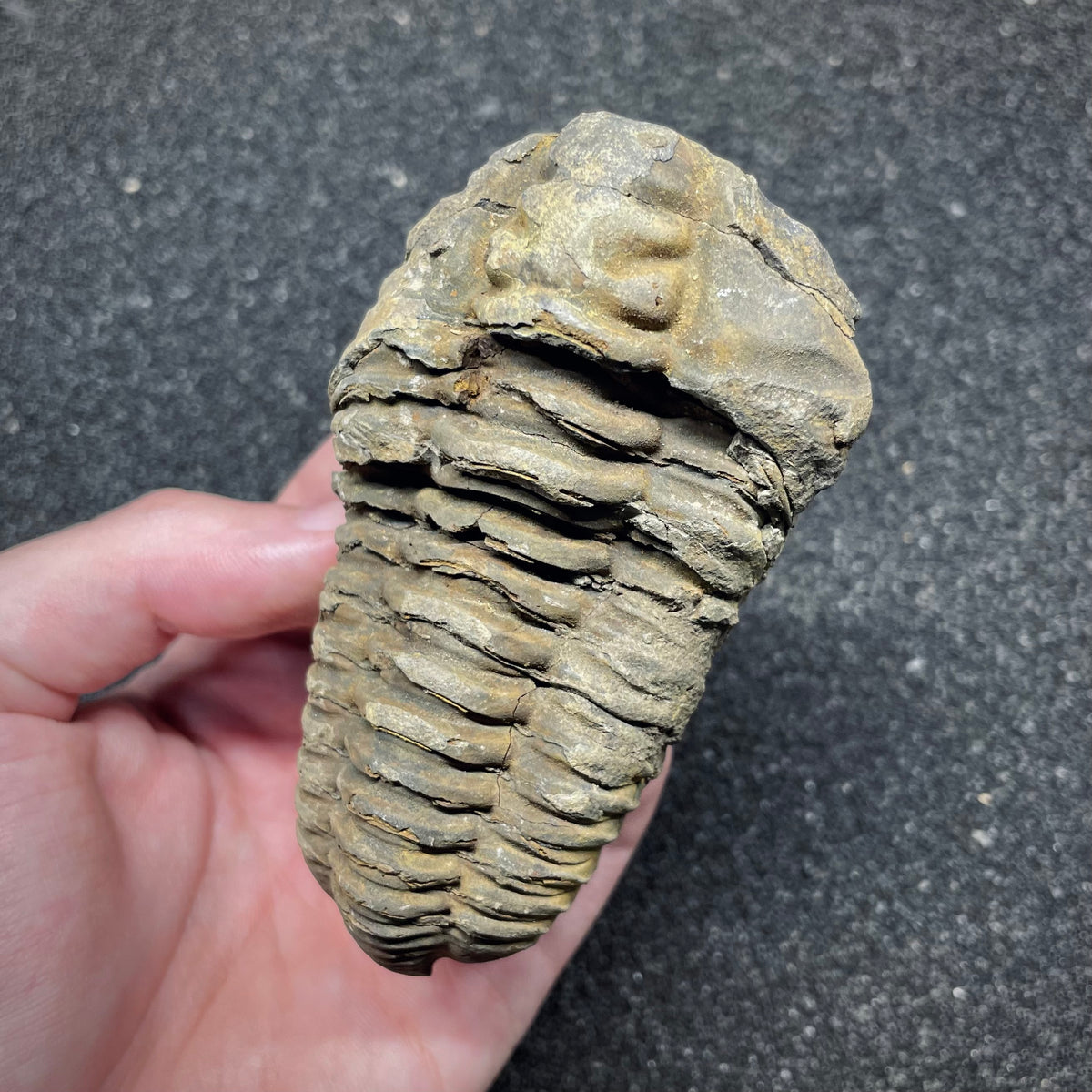 F3013 | Trilobite | Flexicalymene sp.