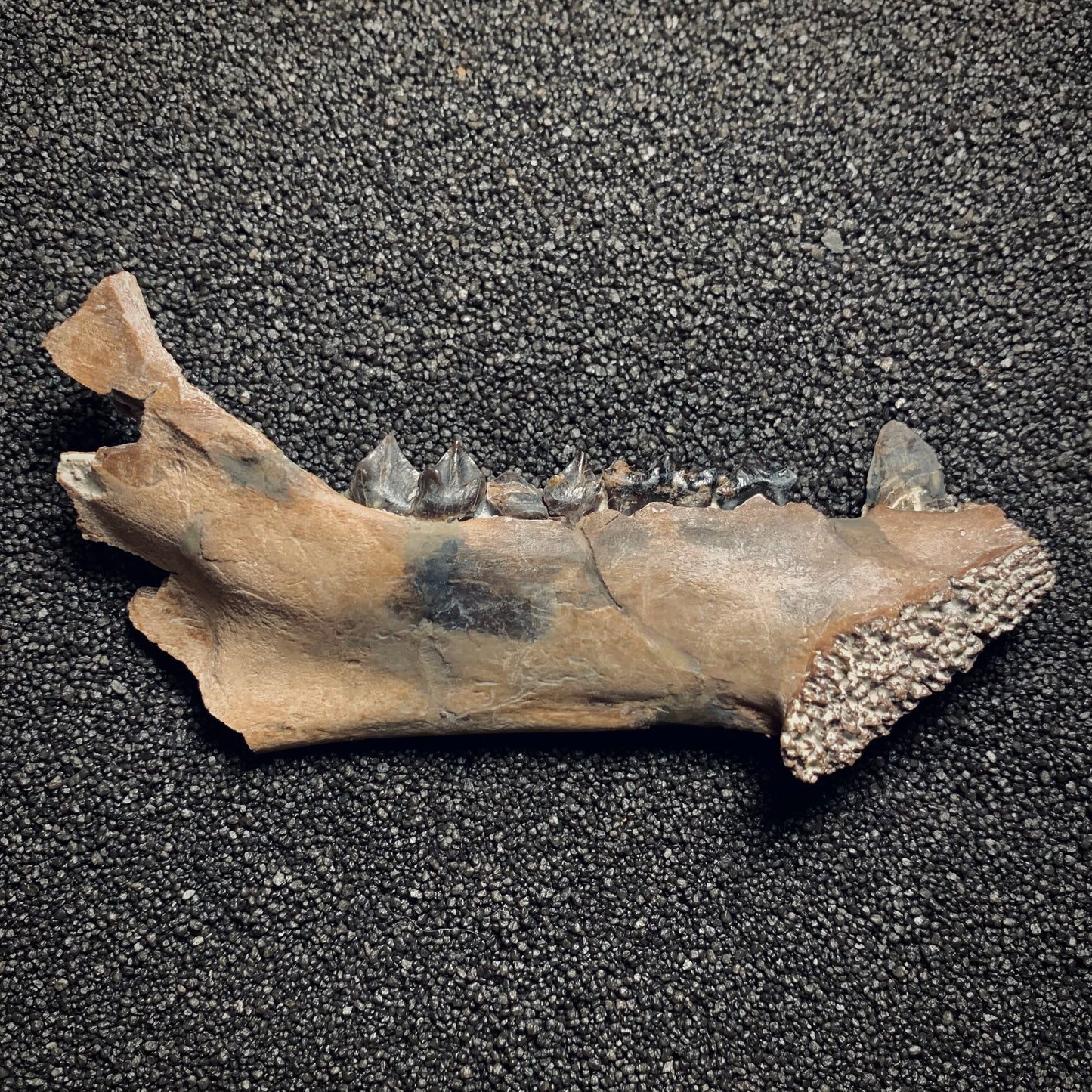 F367 | Oreodonte | Merycoidodon sp.