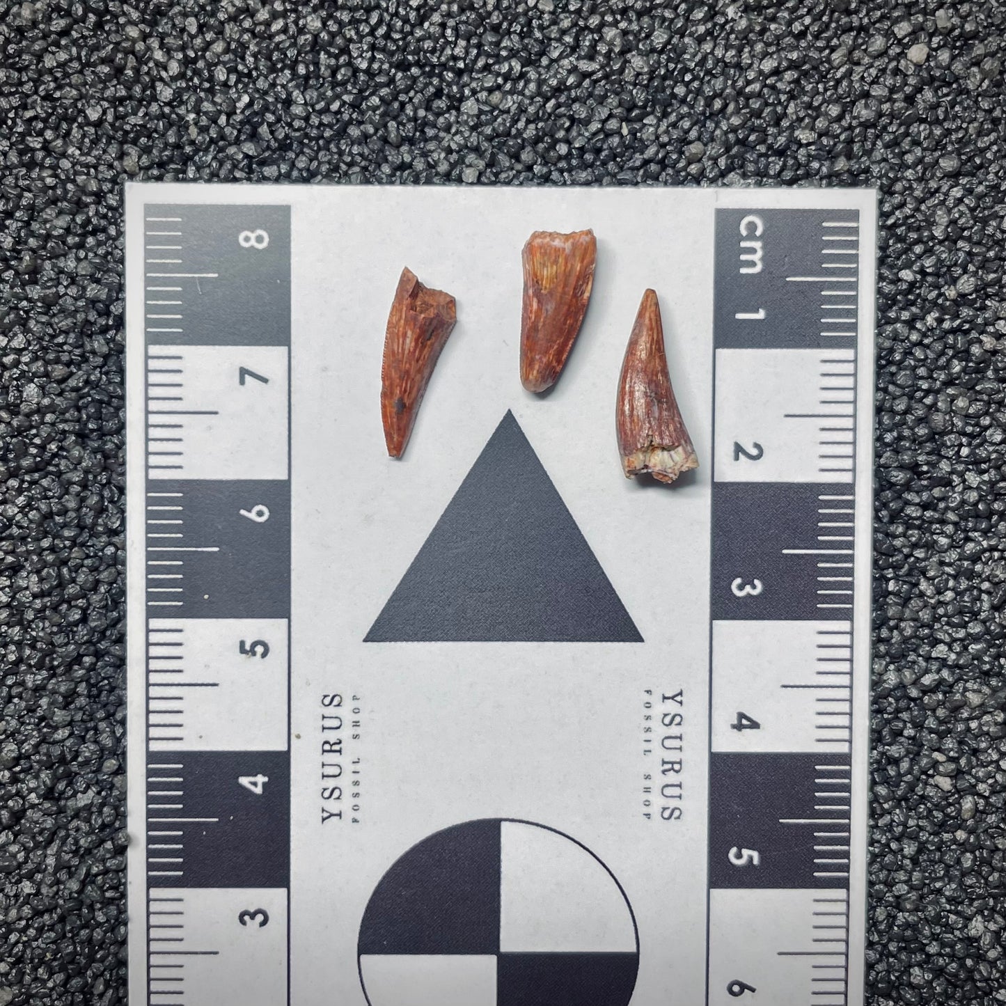 F1499 | 3pz. | Fitosauro | Phytosauridae indet.