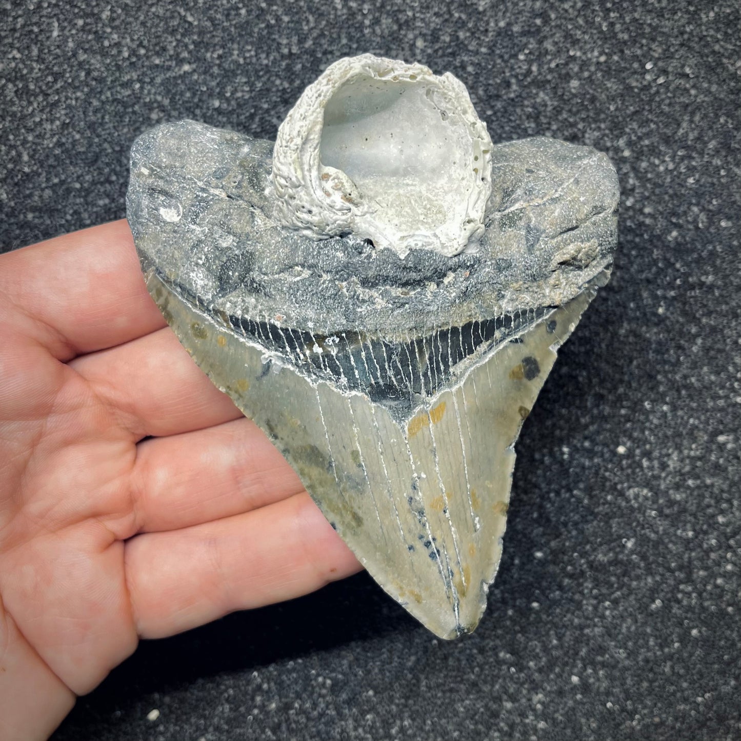 F2771 | Squalo | Otodus megalodon